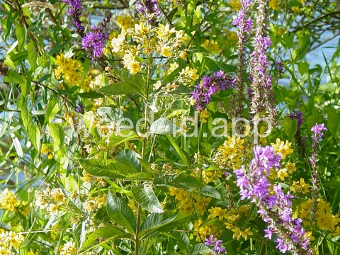 loosestrife, garden